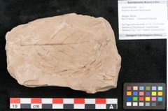 Foto (Objekt + Etikett) von Rhytisma feroniae Ettingshausen (NHMW-GEO-2024-0188-6394)
